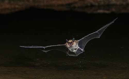 Long-eared myotis bat drinking on the fly-USA Arizona Nature Print
